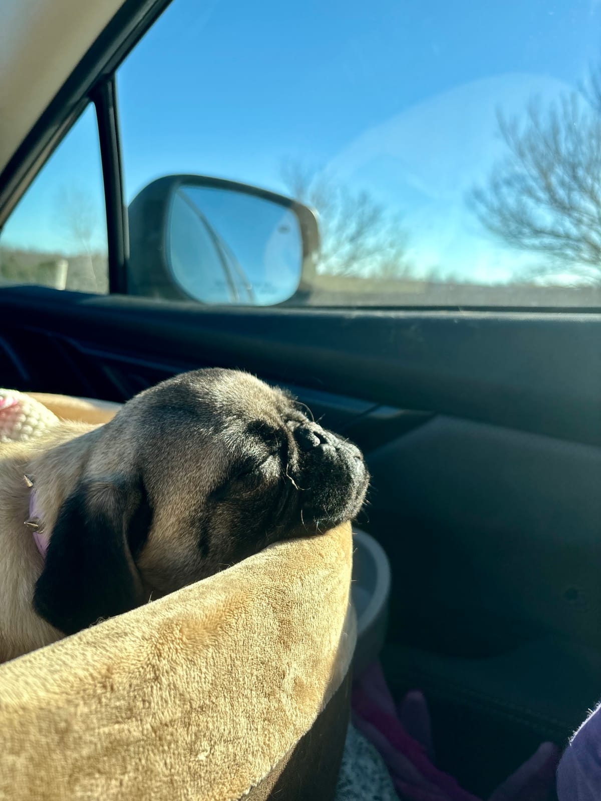 Pepper the Pug and Her Royal Ancestry: How Pugs Went from Palaces to My Couch